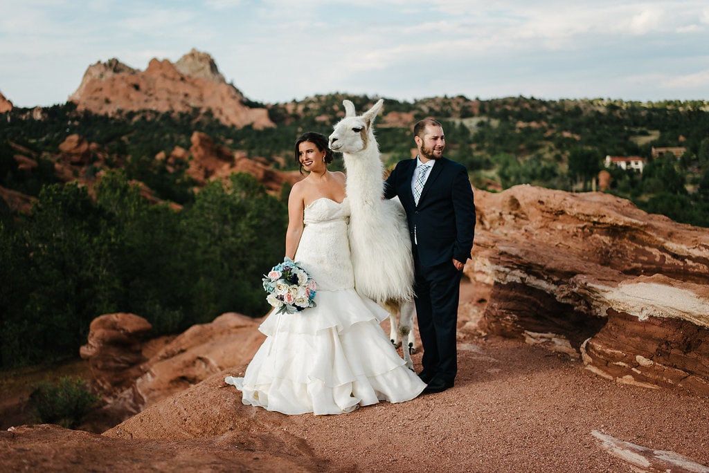 Llamas At Weddings