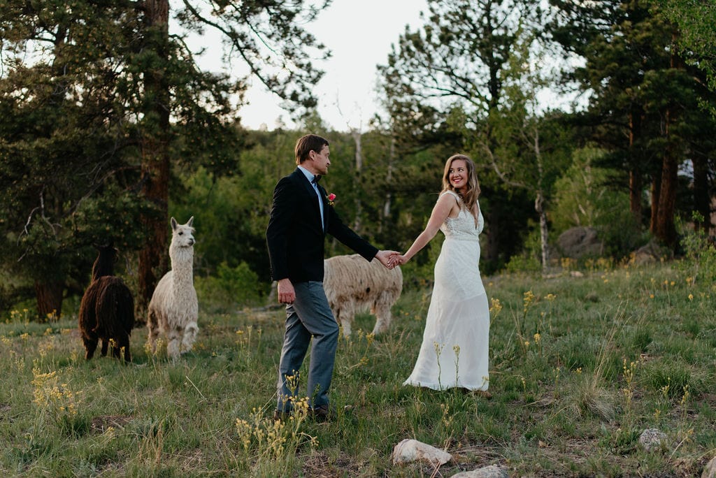 alpacas at your wedding or elopement