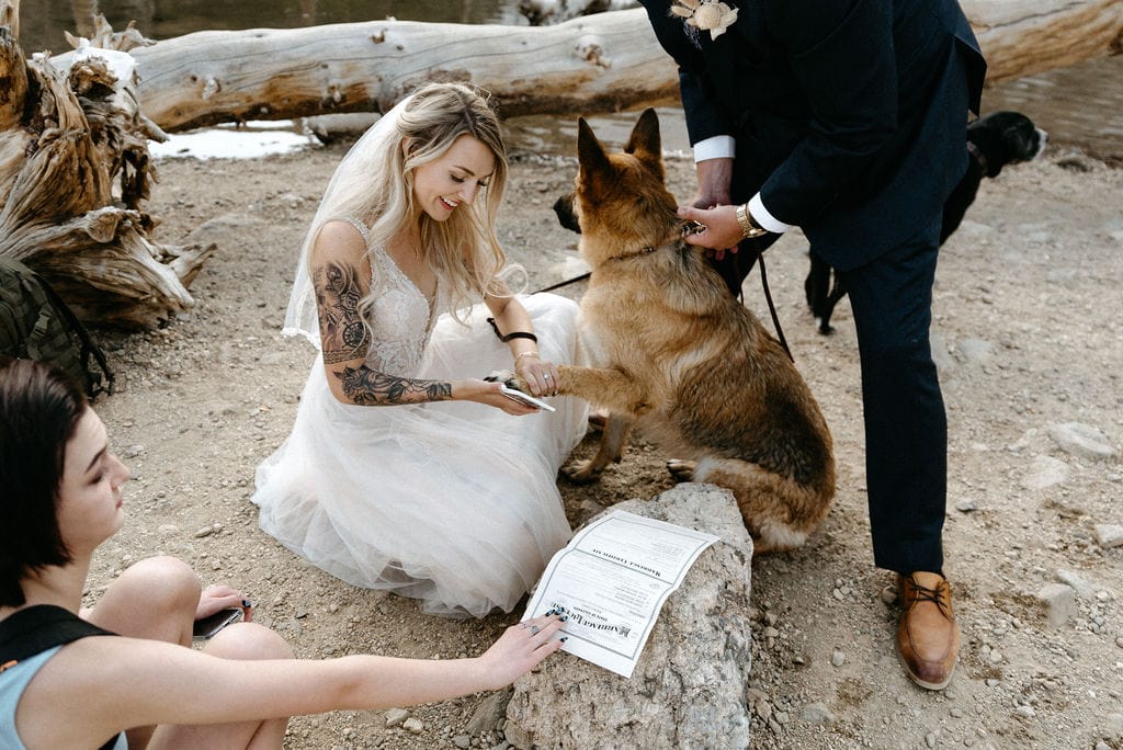 Dog signing marriage license at colorado elopement