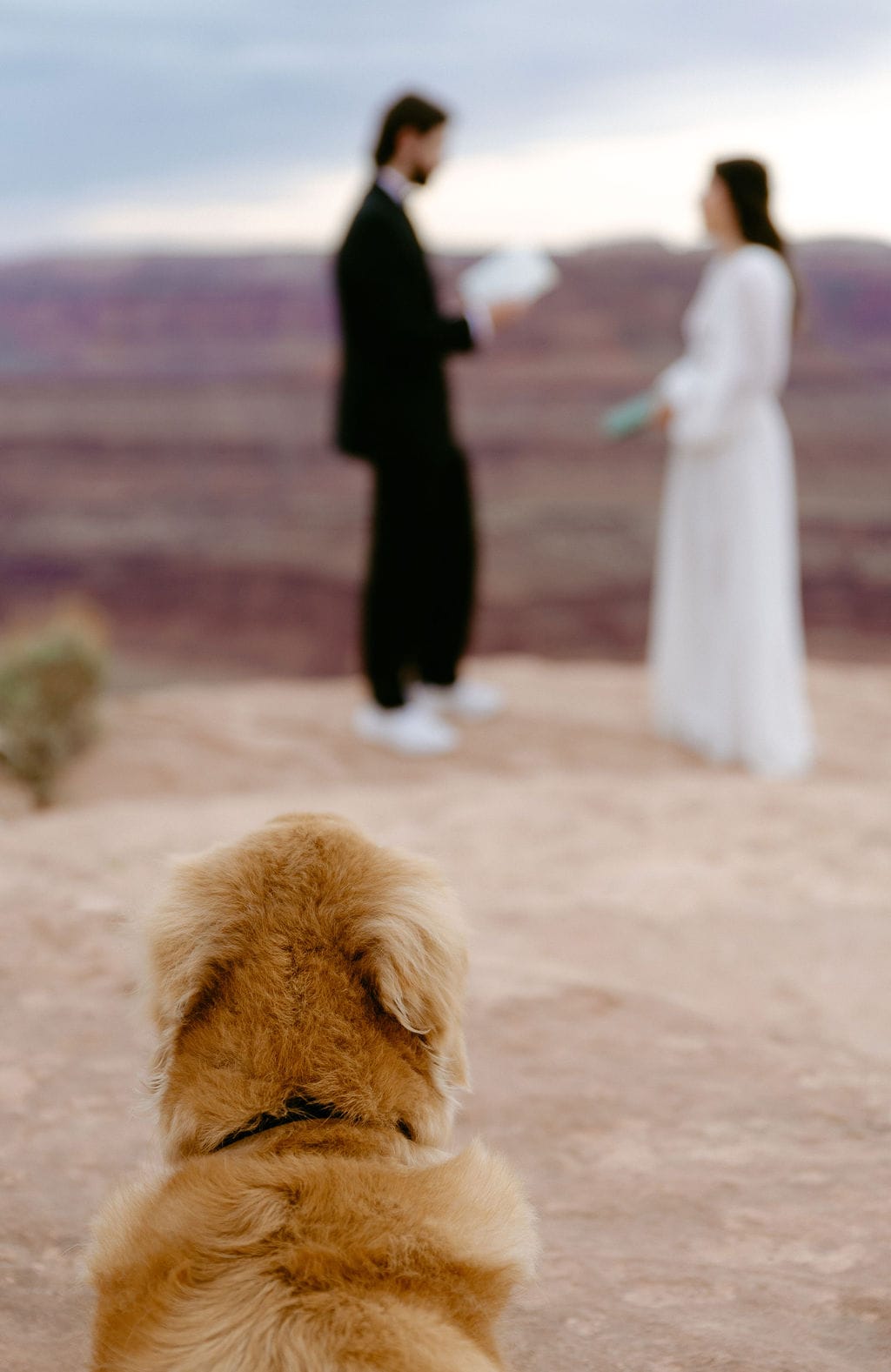 couples dog watches them as they get married