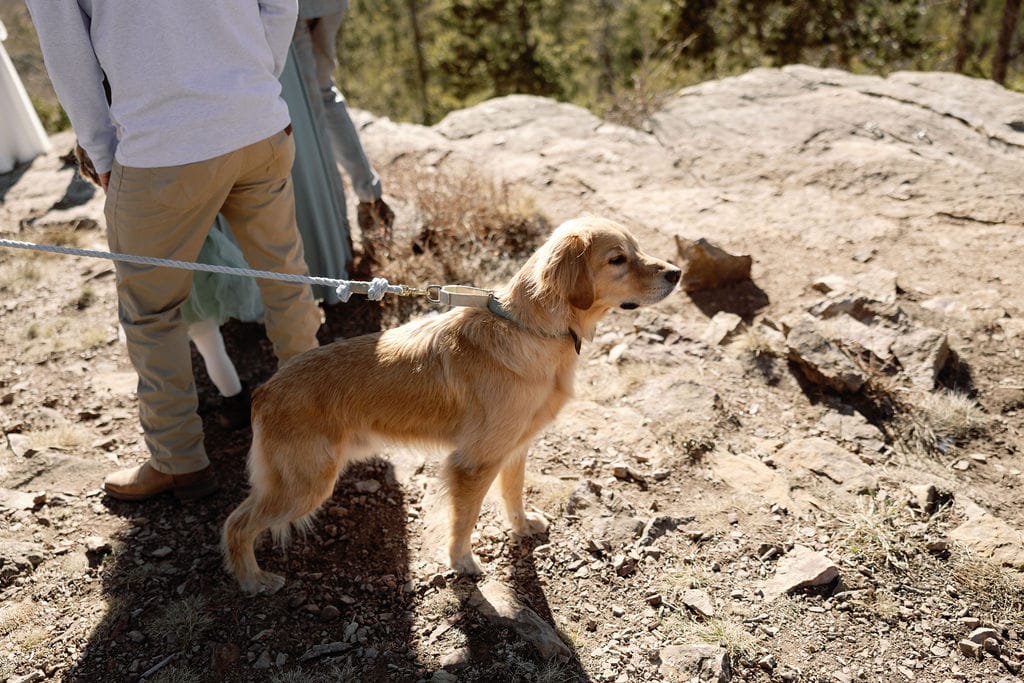 Dog friendly elopement location in breckenridge colorado that allows for up to 10 total people