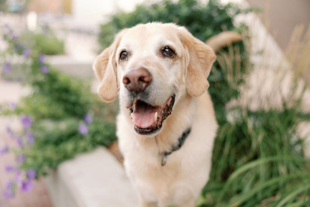Denver pet photography with yellow lab outside the denver art museum on a cloudy summer day