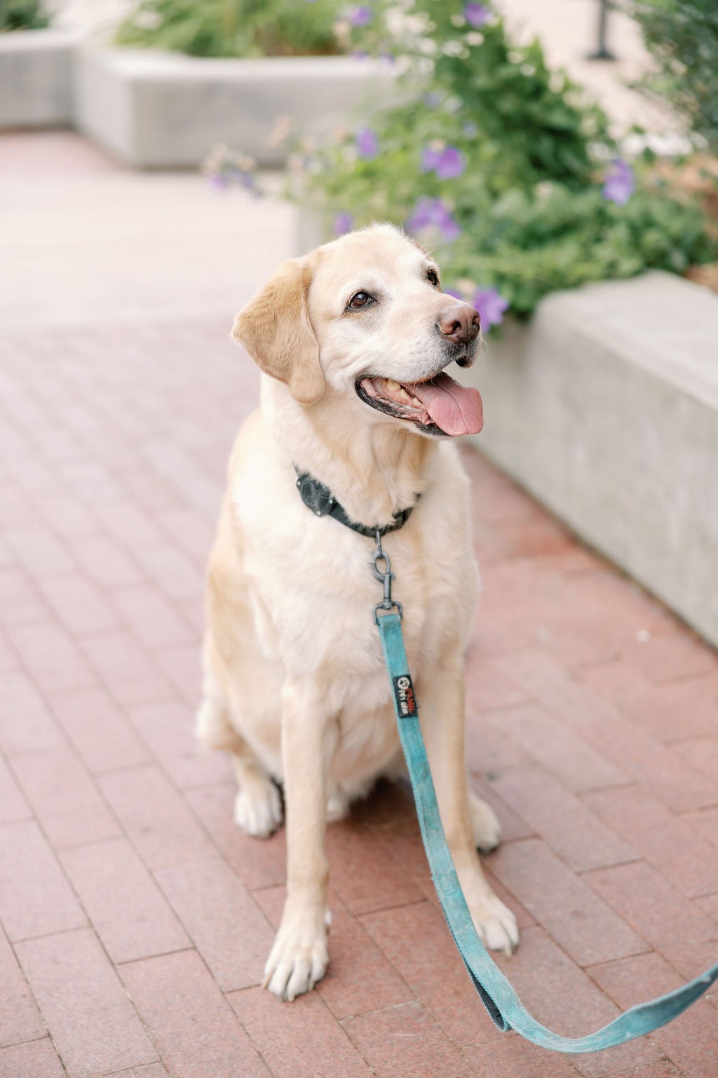Denver pet photography with yellow lab outside the denver art museum on a cloudy summer day