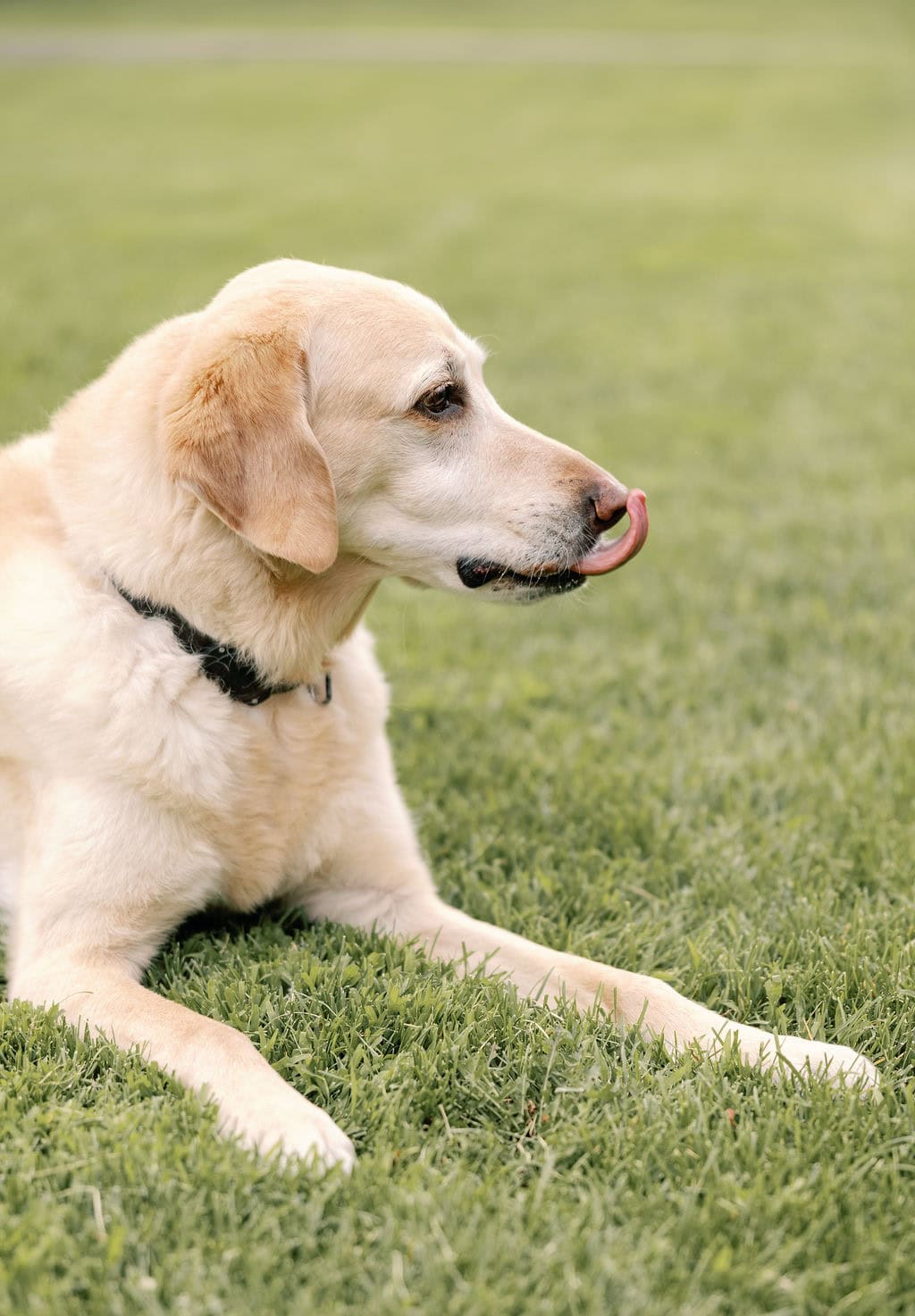 Playful Denver pet portraits outside the Denver art museum on the lawn with a sweet yellow lab