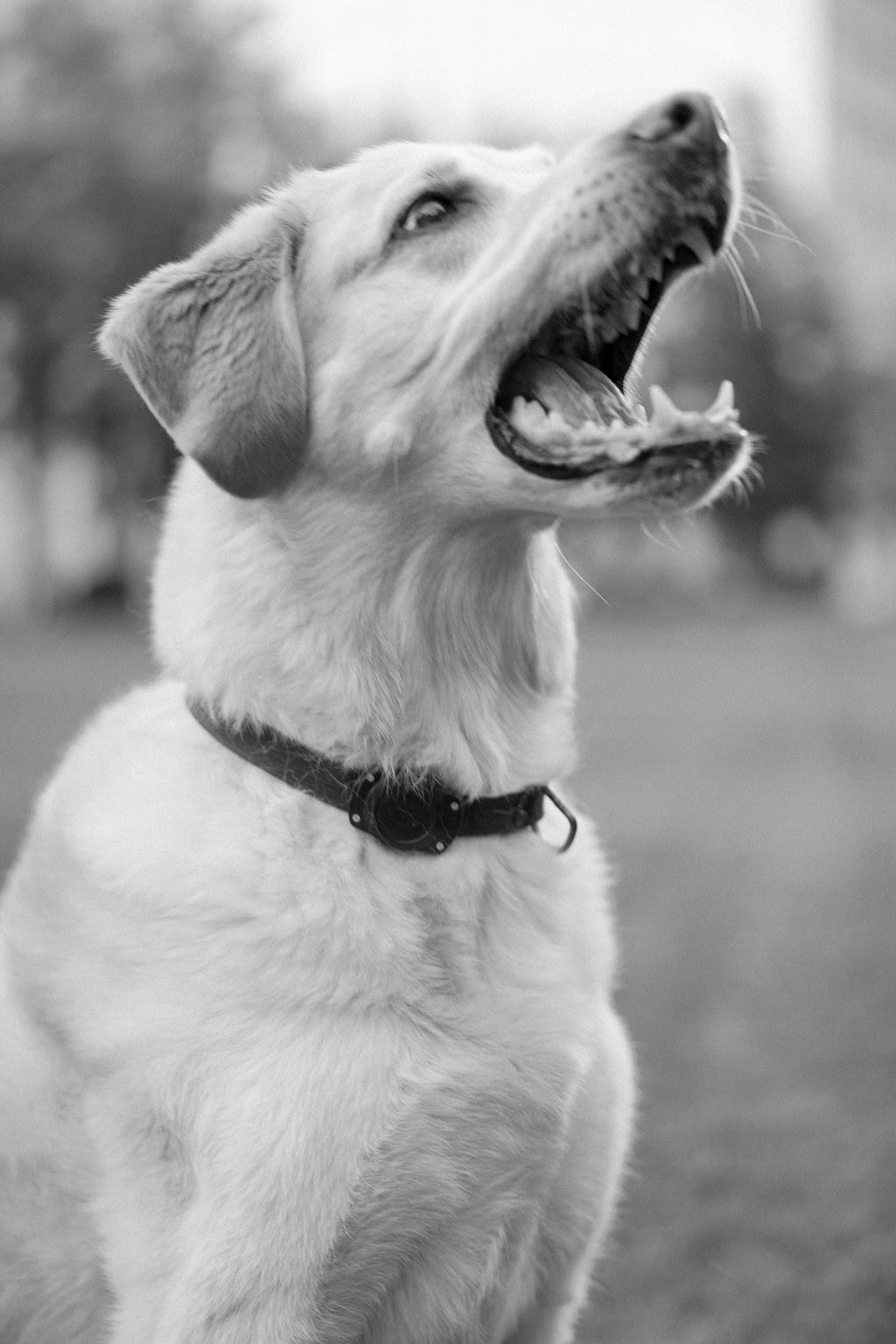 black and white photo of dog barking