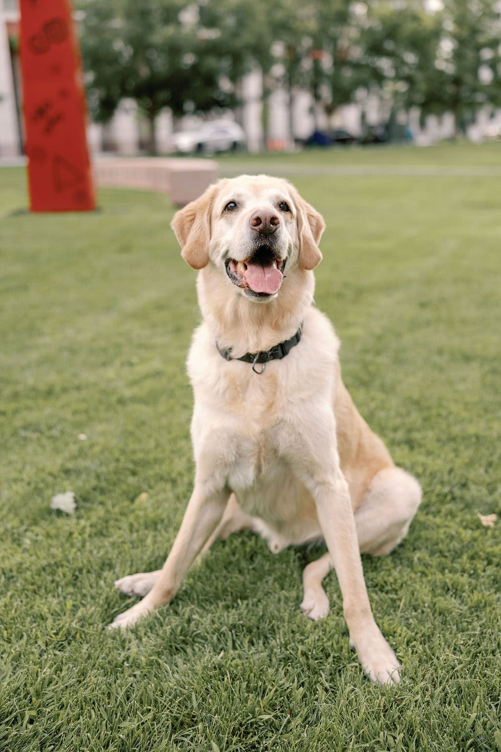 Playful denver pet portraits outside the denver art museum on the lawn