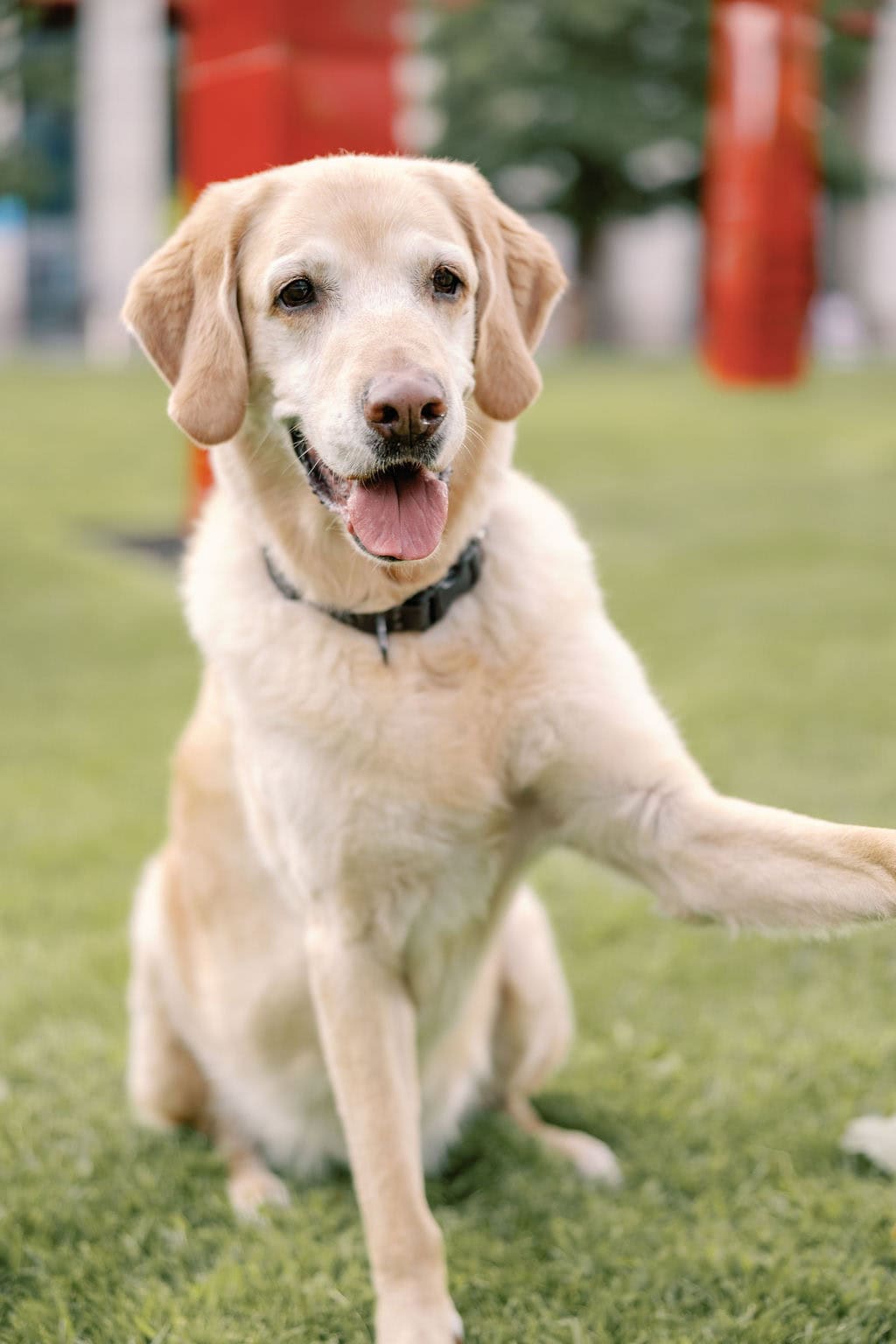 Playful denver pet portraits outside the denver art museum on the lawn