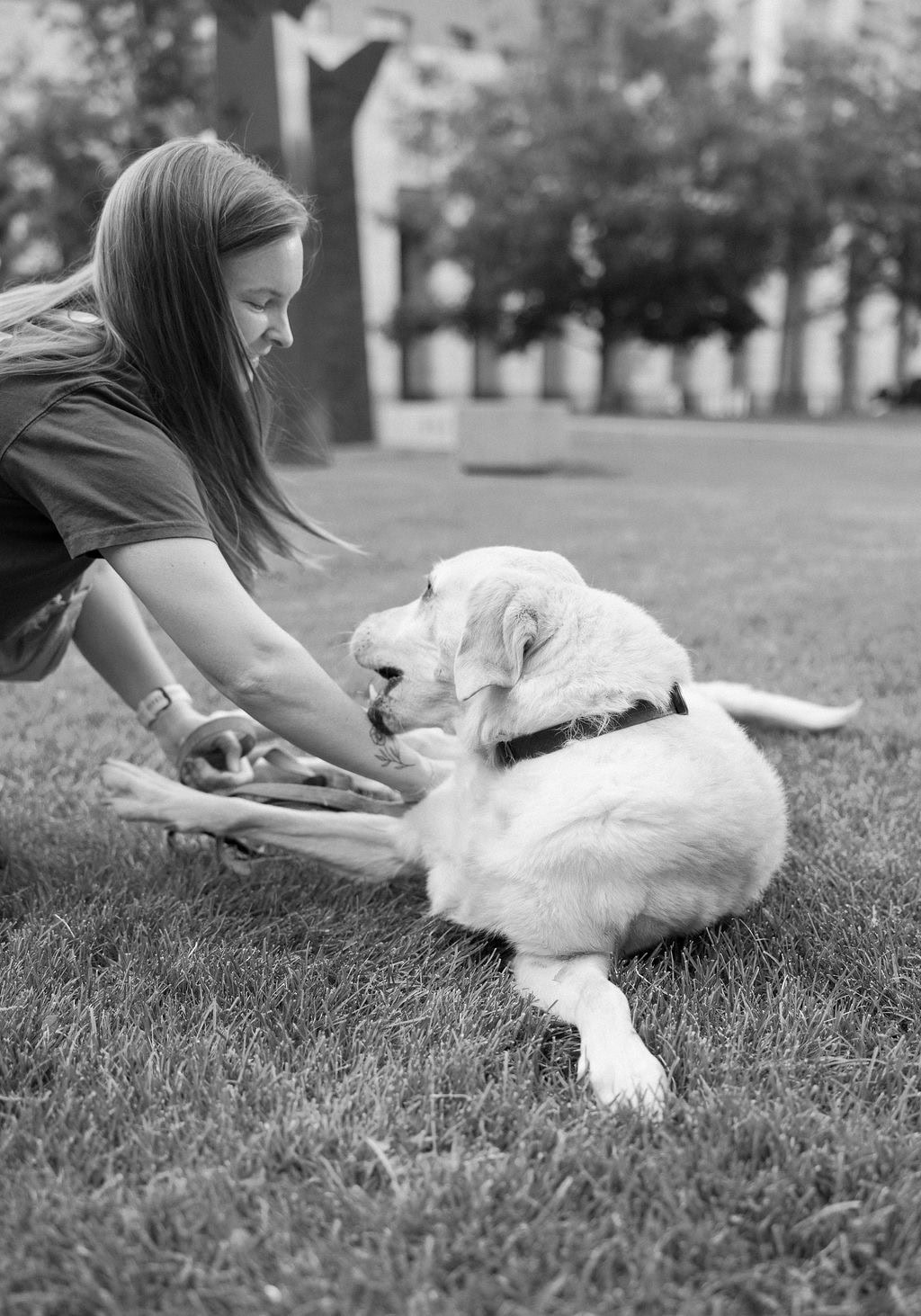 Playful denver pet portraits outside the denver art museum on the lawn
