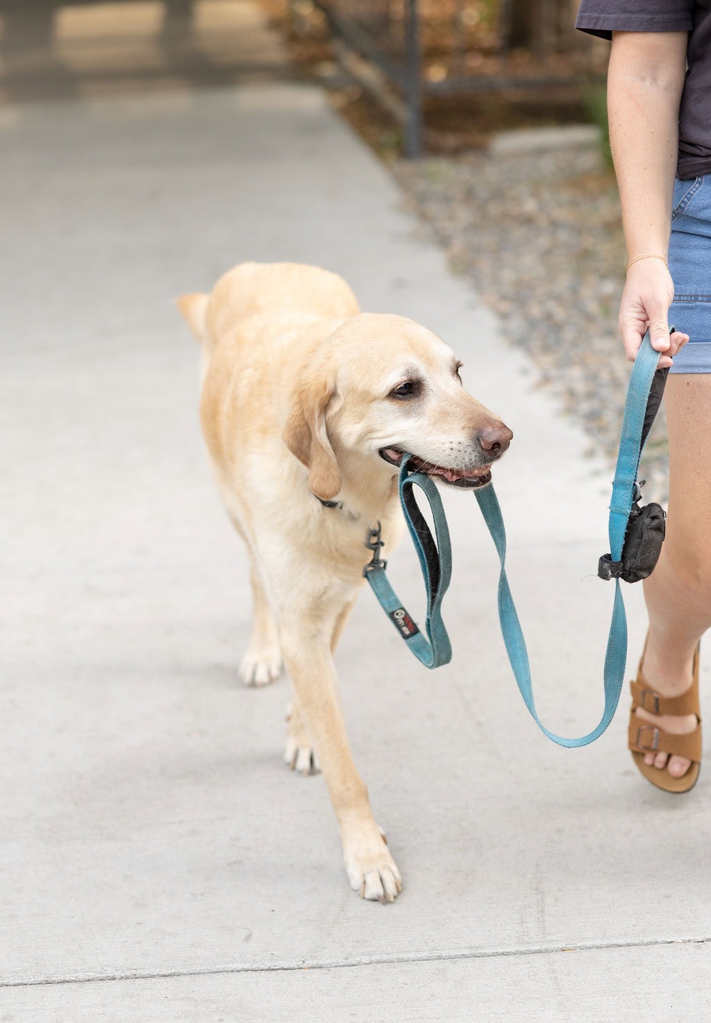 Adorable yellow lab walks himself during his denver pet portrait session