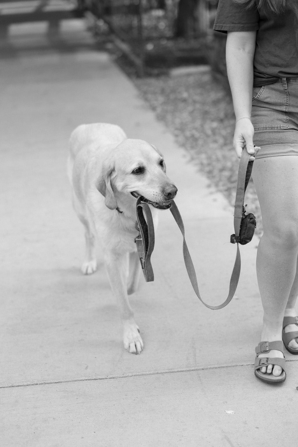 Adorable yellow lab walks himself during his denver pet portrait session