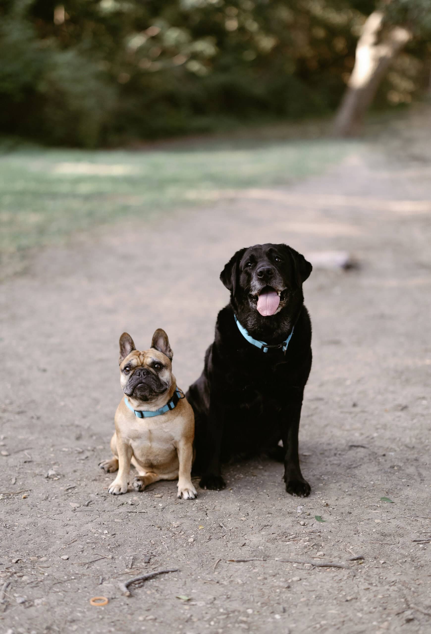Pet Portraits at Prairie Creek Park in Richardson Texas by Denver Pet Photographer Cara Eliz Photo