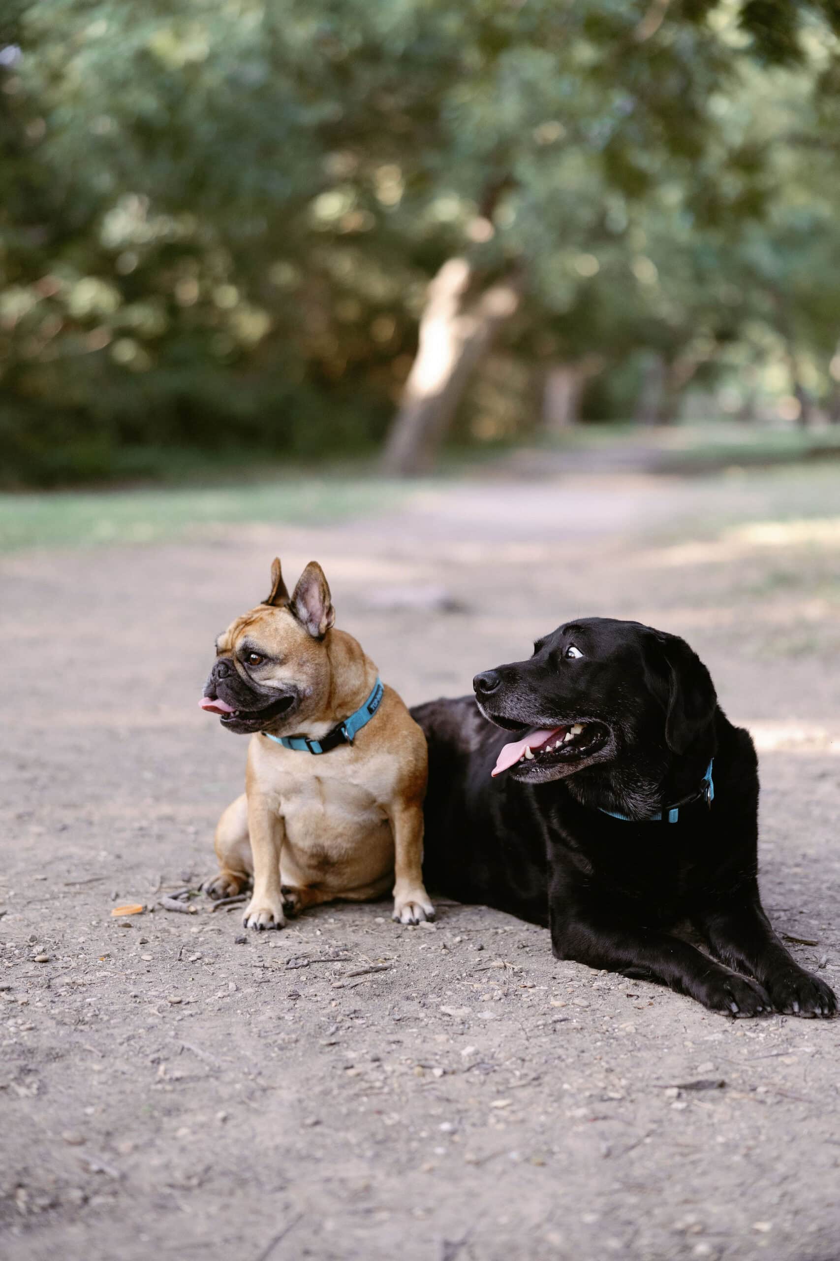 Pet Portraits at Prairie Creek Park in Richardson Texas by Denver Pet Photographer Cara Eliz Photo