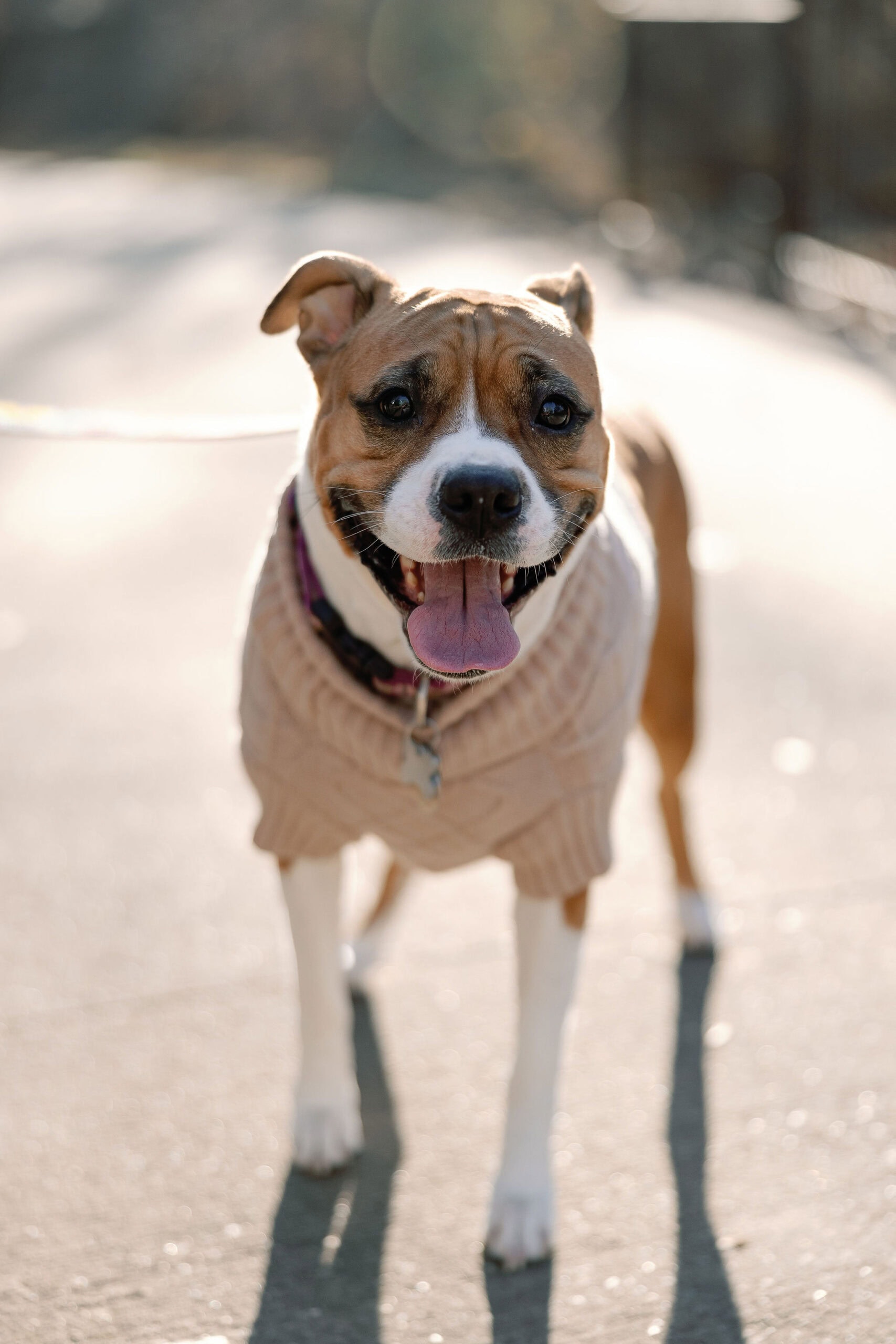 Denver Pet Portraits with cute dog sticking tongue out and wearing a sweater