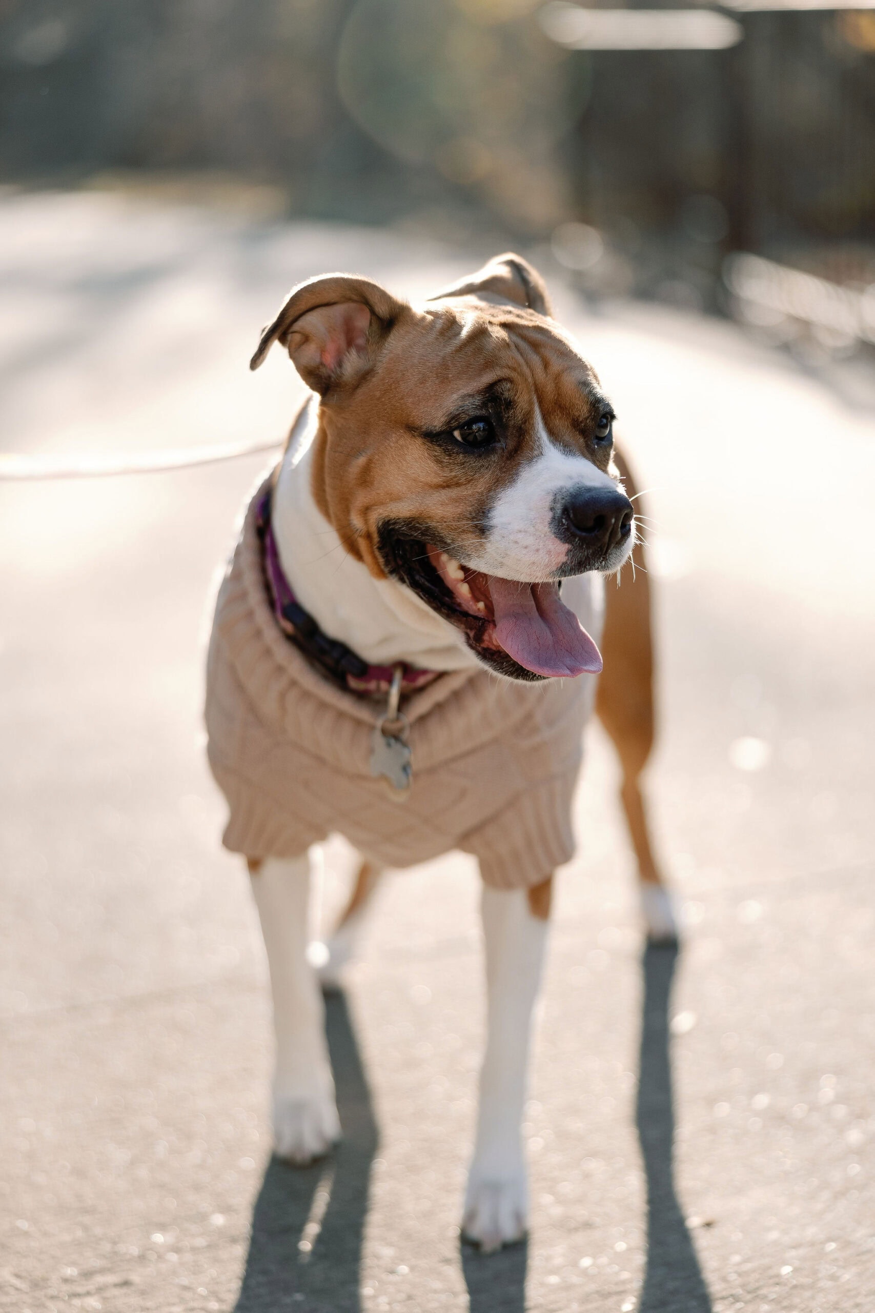 Denver Pet Portraits with cute dog sticking tongue out and wearing a sweater