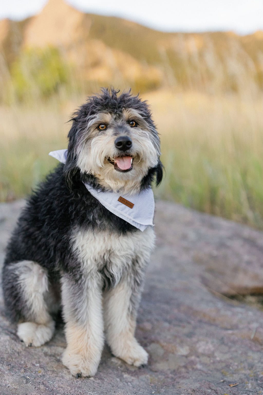 Boulder dog portraits in Colorado
