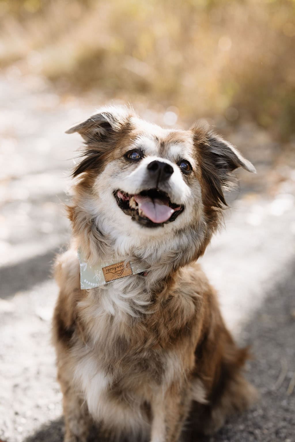 Fall Color Pet Portraits in Denver 