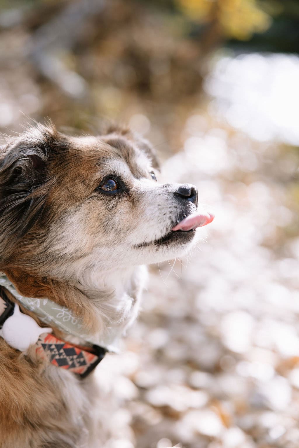 Adorable Fall Color Pet Portraits in Denver 