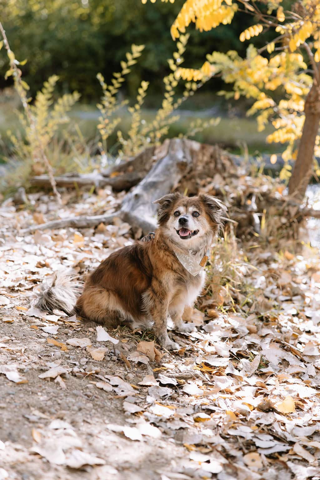 Fall Color Pet Portraits in Denver 