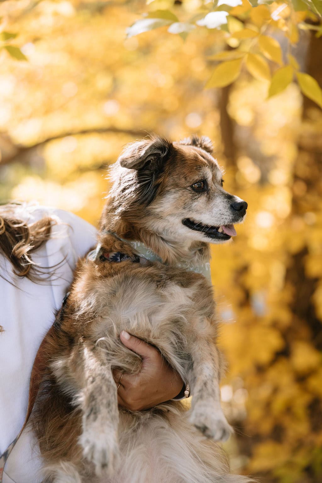 Fall Color Pet Portraits in Denver 