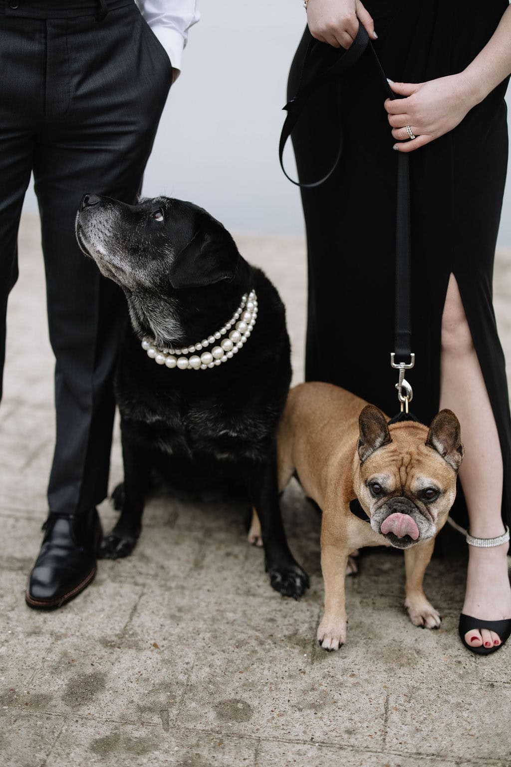 Pet Portraits by Cara Eliz Photo, Denver Pet and Family Photographer