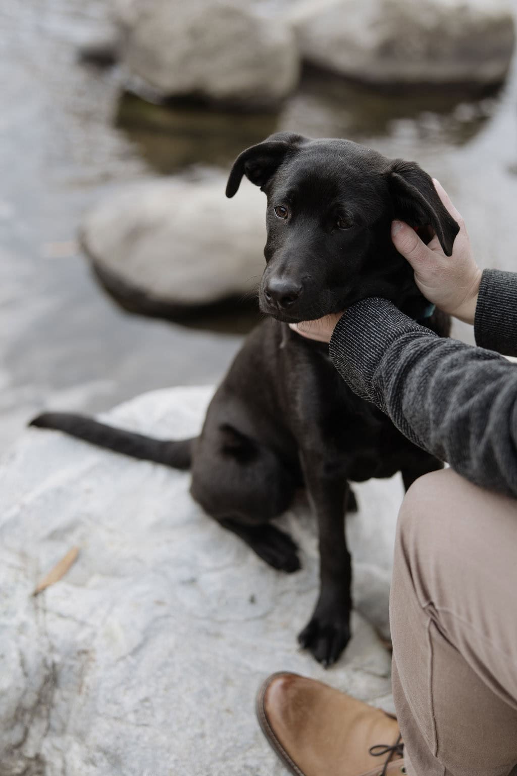 Man sweetly holds his dogs face as they sit on a rock in Anderson park right by the creek at his pet portrait session by denver pet photographer cara eliz photo